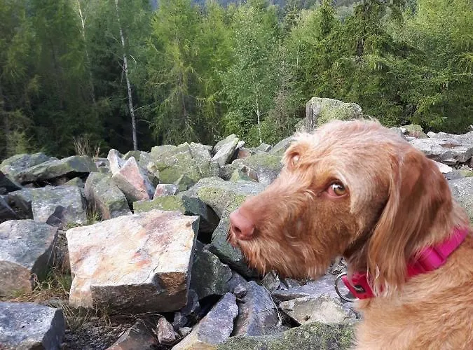 Erzgebirgshotel Misnia Baerenfels *